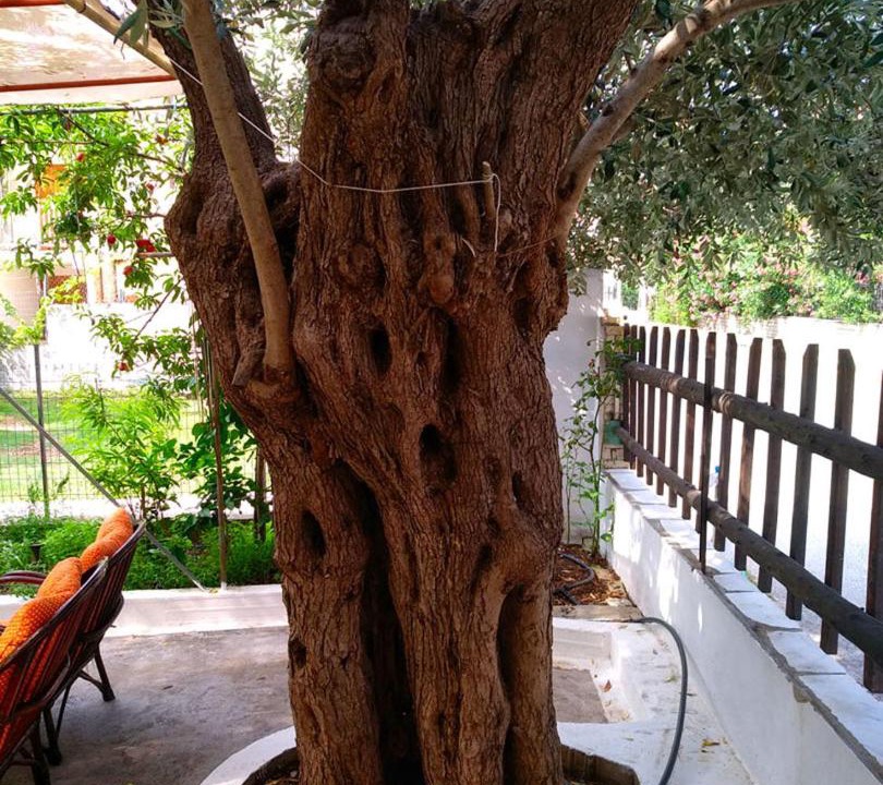 Photo of Others in Skala Kallirachis