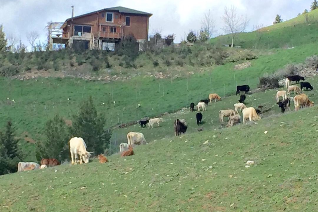 Photo of Others in Kalavrita