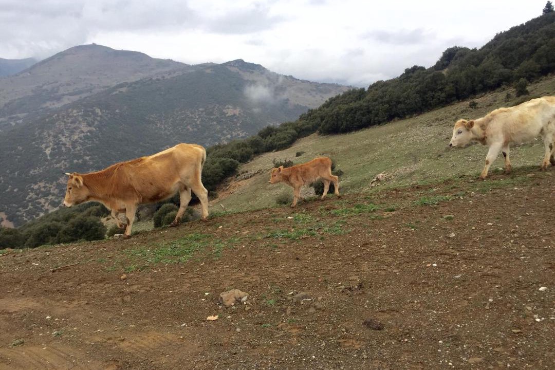Photo of Others in Kalavrita