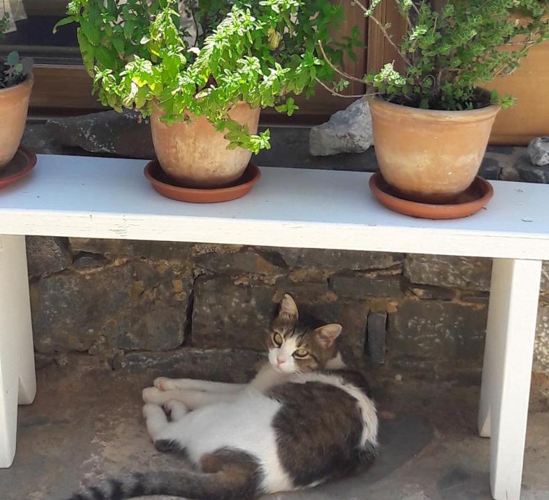 Photo of Others in Elounda