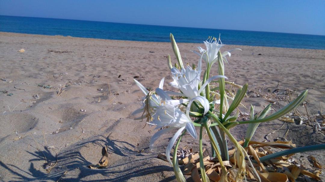 Photo of Others in Kournas
